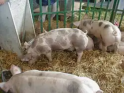 Cochons piétrain