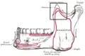 La mandibule : surface externe.