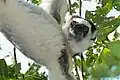 Propithèque de Verreaux