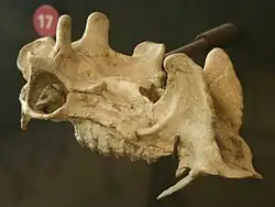 Crâne de Protoceras celer mâle.