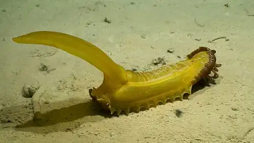 Psychropotes longicauda