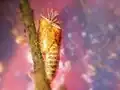 Chrysalide de simulie avec, au sommet, les filaments branchiaux