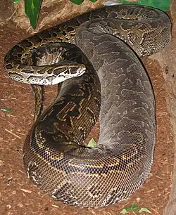 Python de Seba (Python sebae)