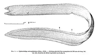 Description de l'image Pythonichthys microphthalmus 2.jpg.
