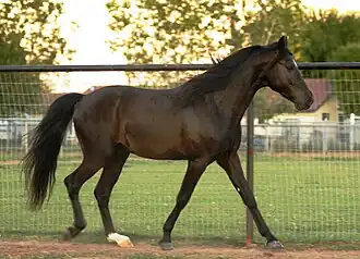 Quick Trigger, étalon Fox-trotter du Missouri de la robe noir réglisse