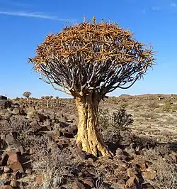 Aloidendron dichotomum