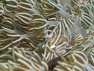 Acreichthys radiatus