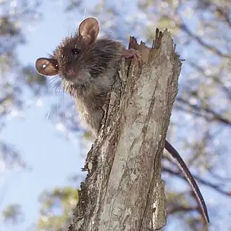 Rattus fuscipes
