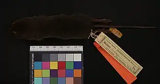 Description de l'image Rattus mindorensis.jpg.