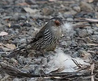 Description de cette image, également commentée ci-après
