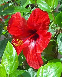 Variété à fleurs rouges simples.