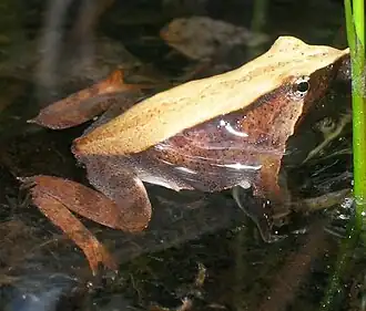 Description de l'image Rhinoderma darwinii.jpg.