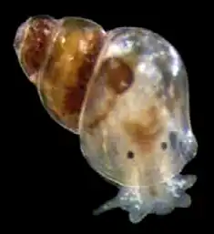 Rissoella opalina (Rissoelloidea).