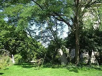 Les robiniers du jardin des Plantes (plantés en 1636[2]).
