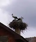 Nid de cigognes à Baranda