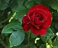 Roseraie : rose 'Exploit' (Meilland, 1984)