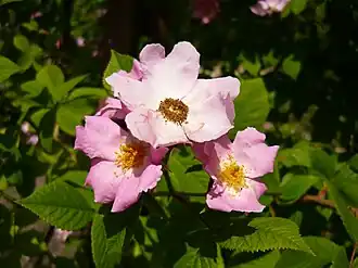 Description de l'image Rosa setigera 2.JPG.
