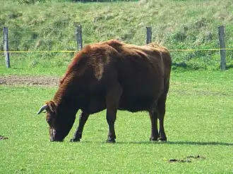 Vache rouge d'Angeln.