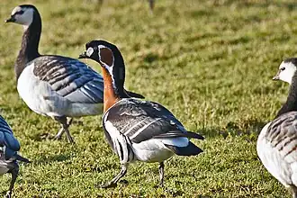 Branta ruficollis