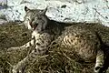 Lynx roux.