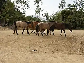 Sonaguera