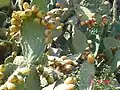 Des cactus Sabra poussent sur le site du village.