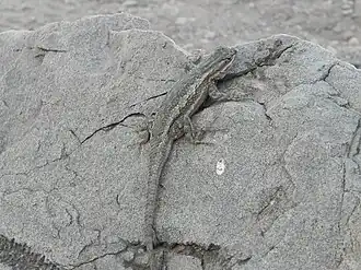 Description de l'image Sceloporus cowlesi.jpeg.