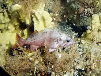 Description de l'image Sebastes polyspinis.jpg.