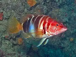 Serranus scriba