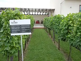 Muscat ottonel