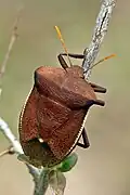 Basicryptus costalis, Afrique du Sud