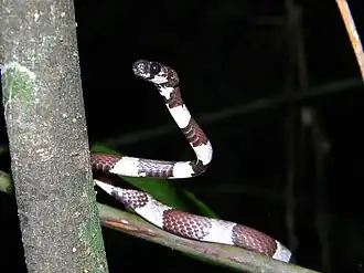 Description de l'image Sibon dimidiatus.jpeg.