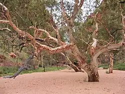 Eucalyptus à Simpsons Gap.
