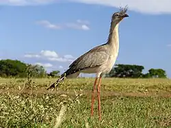 Cariama cristata (Cariamiformes).