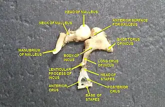 Dissection d'une chaine articulaire, avec l'incus au centre