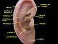 Oreille externe. Auricule droite. Vue latérale.
