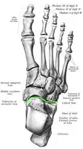 Vue du dessus du pied selon Sobotta, avec l'articulation de Chopard dessinée d'une ligne verte.