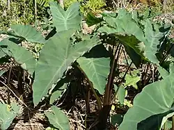 Plantes à La Réunion.