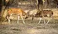 Cerf axis (Inde)