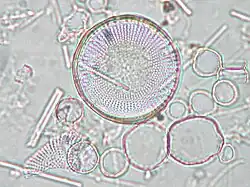 Stephanodiscus hantzschii' en microscopie optique.