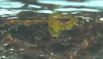 Stylocheilus longicauda