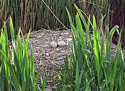 Œufs de cygne non éclos.