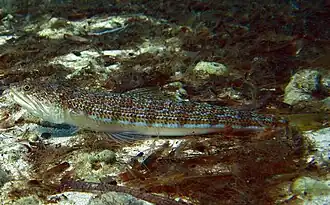 Synodus saurus (Synodontidae).