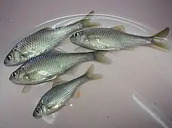 Tanakia lanceolata