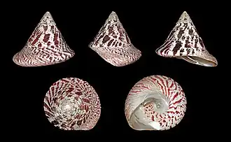 Description de l'image Tectus niloticus 01.JPG.