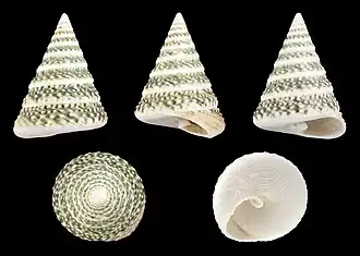 Tectus triserialis