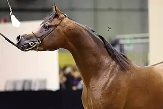 Cheval arabe de show (profil concave).