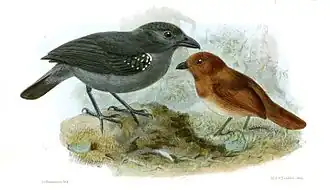 Description de l'image ThamnophilusSimplexSmit.jpg.