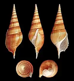 Tibia insulaechorab.