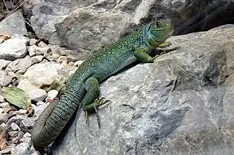 Lézard ocellé